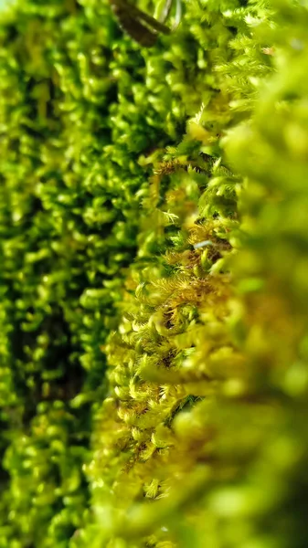 Primo Piano Una Pianta Verde — Foto Stock