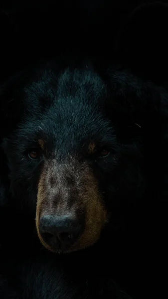 Портрет Милой Собаки — стоковое фото