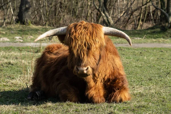 Bisonte Cauda Castanha Nas Montanhas — Fotografia de Stock