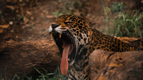 Leopard Freier Wildbahn — Stockfoto
