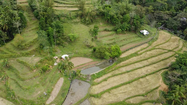 Rice Fields Bali Indonesia — Stock Photo, Image