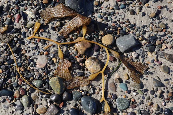 Närbild Bild Liten Sten Strand — Stockfoto