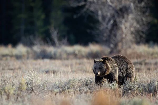 Orso Grizzly Nella Foresta — Foto Stock