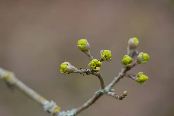 Bourgeons Printemps Sur Arbre — Photo