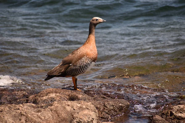 Seagull Beach — Stock Photo, Image