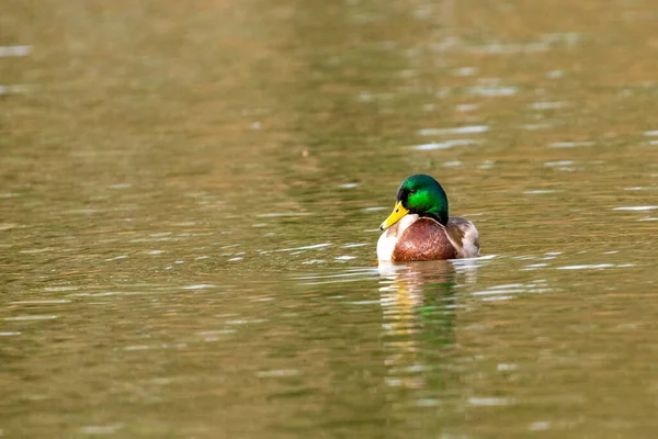 野鸭在水里 — 图库照片