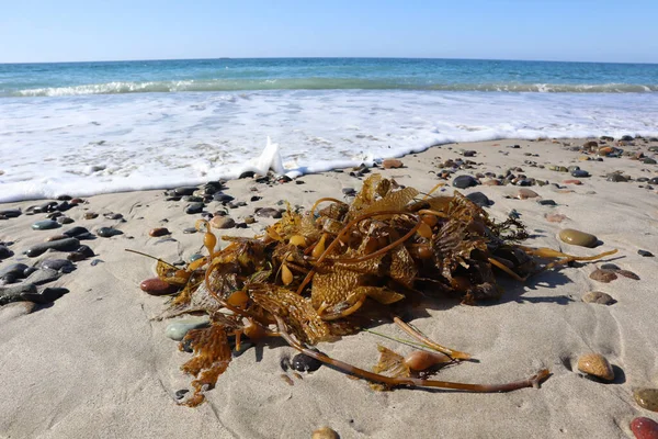 海滩上的海贝壳 — 图库照片