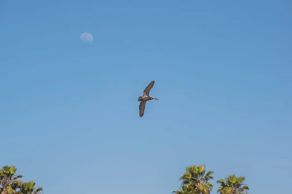 Pájaro Volando Cielo — Foto de Stock