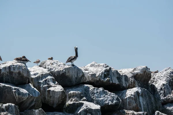 Möwe Strand — Stockfoto