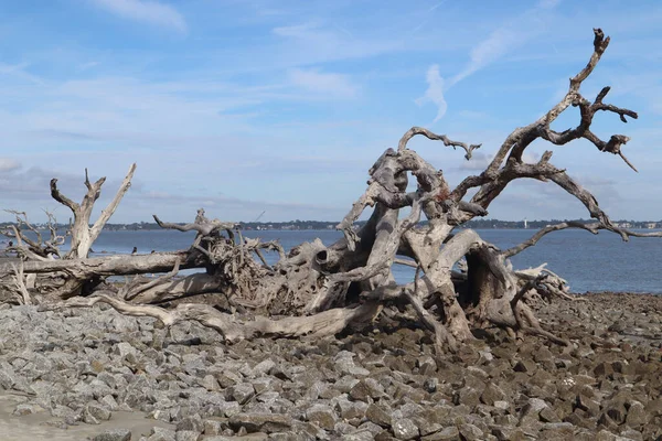 Sahildeki Ölü Ağaç — Stok fotoğraf