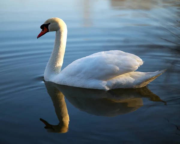 Labuť Bílá Jezeře — Stock fotografie