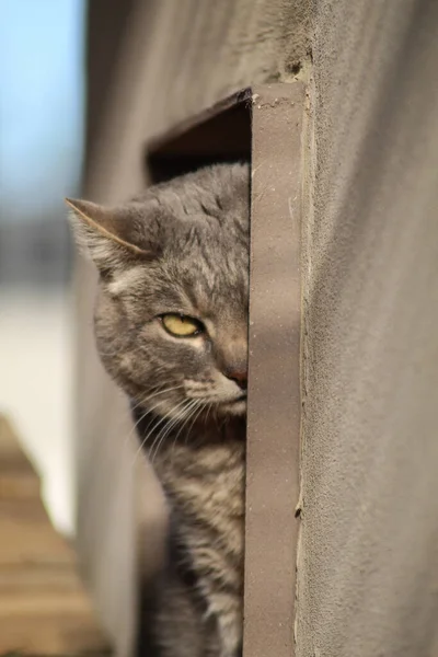 Kat Straat — Stockfoto