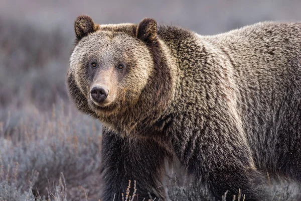 Бурый Медведь Дикой Природе — стоковое фото