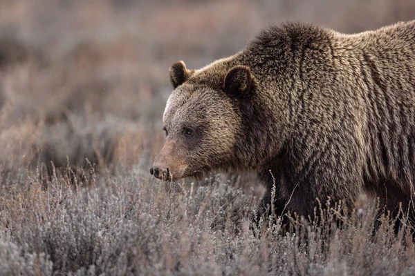 Urso Marrom Perto — Fotografia de Stock