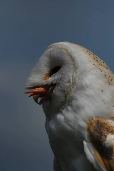 Aussichtsreiche Aussicht Auf Schöne Vögel Der Natur — Stockfoto