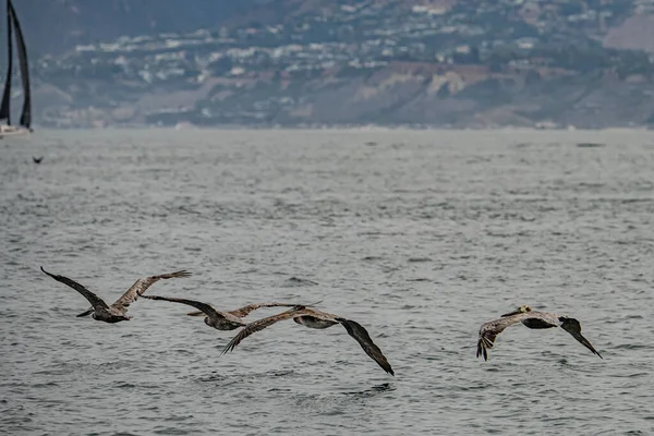 Чайки Летающие Море — стоковое фото