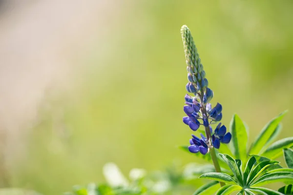 Schöne Blumen Wachsen Garten — Stockfoto