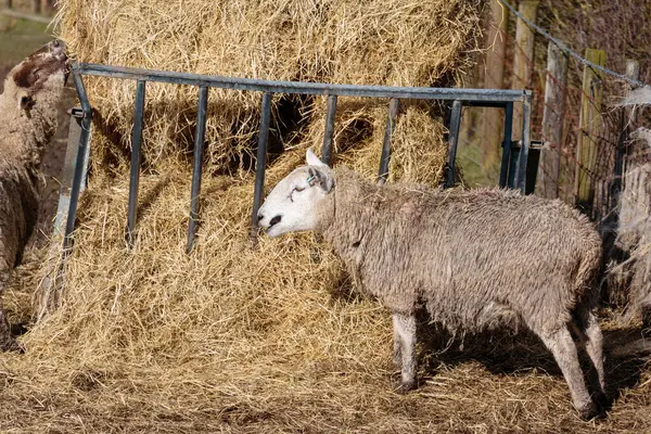 牧草地で羊の群れが — ストック写真