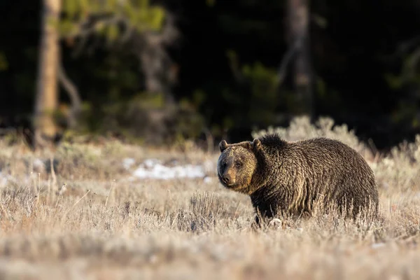 Крупный План Бурого Медведя Лесу — стоковое фото