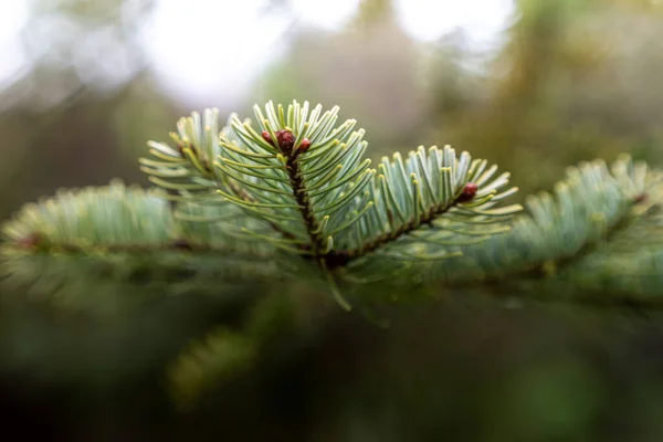緑の松の枝を閉じる — ストック写真