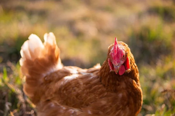 靠近农场里的一只母鸡 — 图库照片