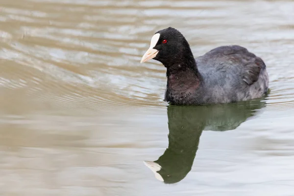 Gaivota Cabeça Preta Lago — Fotografia de Stock