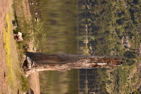 Вертикальний Знімок Дерев Яної Колоди Стовбуром Дерева — стокове фото