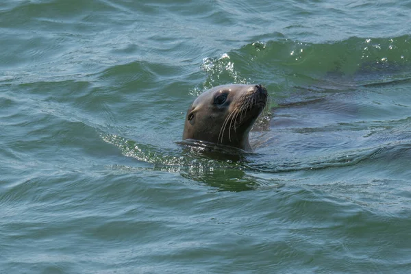 水里的海狮 — 图库照片