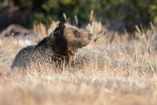 Grizzlybjörn Det Vilda — Stockfoto