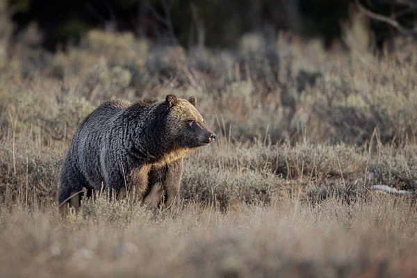 Grizzlybjörn Naturen — Stockfoto