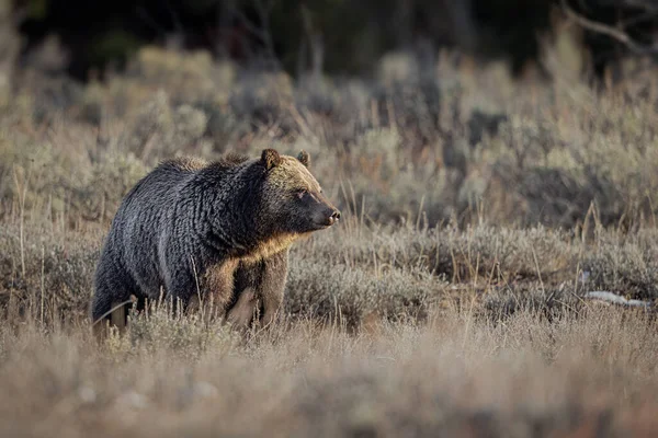 Urso Pardo Natureza — Fotografia de Stock