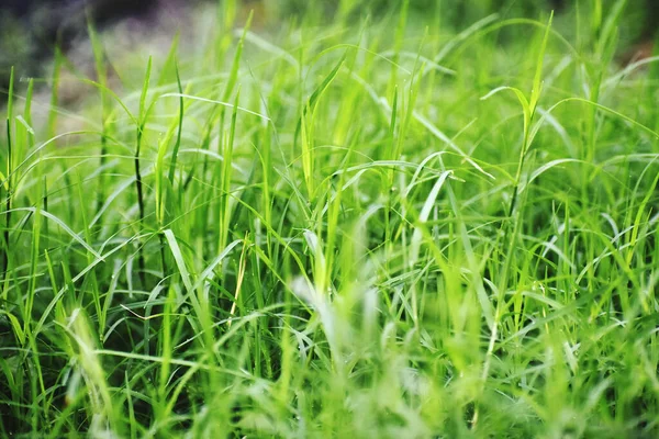 Green Grass Dew Drops — Stock Photo, Image
