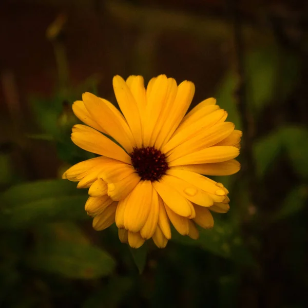 Жовта Квітка Саду — стокове фото
