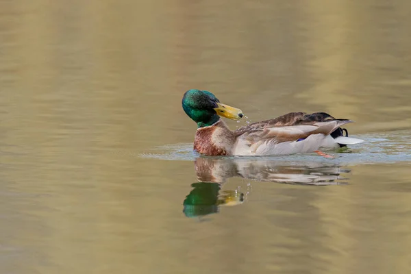 Canard Dans Eau — Photo