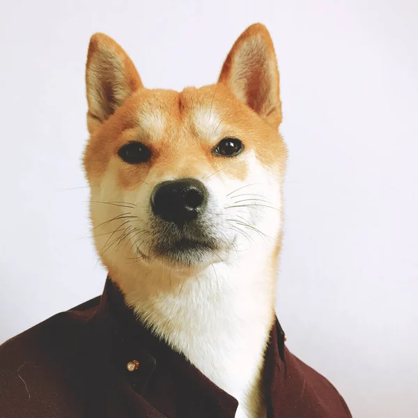 Портрет Милого Собаки — стокове фото