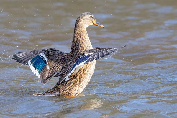 Canard Dans Eau — Photo