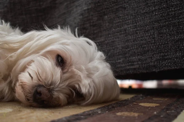 Ράτσα Σκύλου Yorkshire Terrier Ξύλινο Φόντο — Φωτογραφία Αρχείου