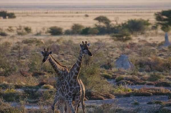 Girafa Savana África — Fotografia de Stock