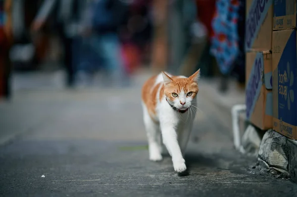 Kat Straat — Stockfoto