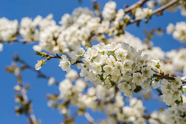 Belles Fleurs Poussant Dans Jardin — Photo