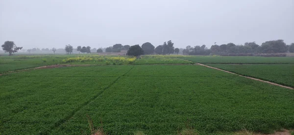 Campo Verde Con Muchos Árboles —  Fotos de Stock