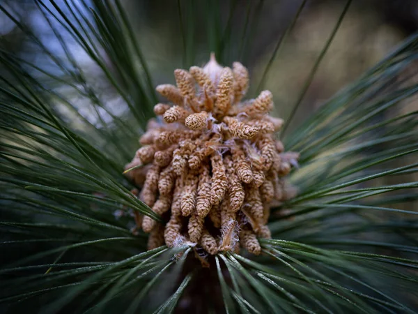 Cono Pino Árbol — Foto de Stock