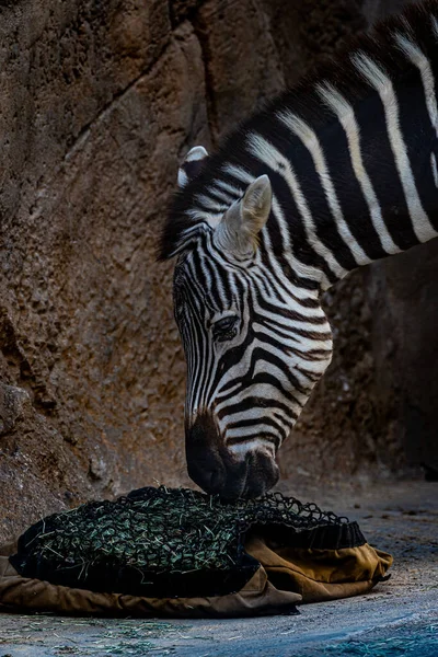 Zebra Zoologisk Have - Stock-foto