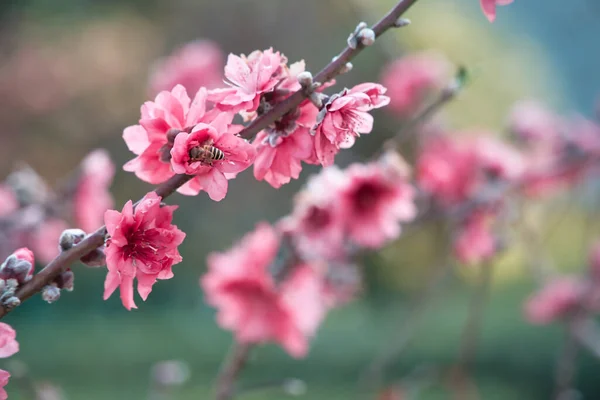 Beautiful Cherry Blossom Sakura Tree Flowers Garden — Stock Photo, Image