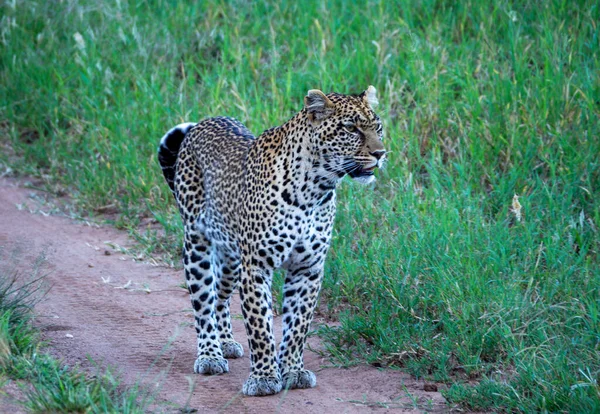 Leopardo Zoológico — Foto de Stock