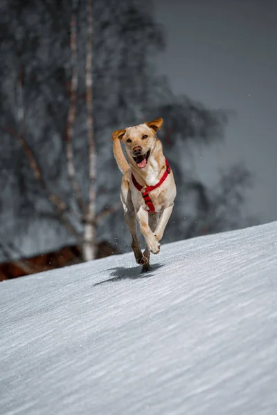 Собака Снегу — стоковое фото