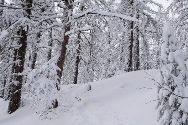 Vackert Vinterlandskap Med Snötäckta Träd — Stockfoto