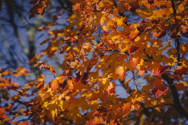 Foglie Autunno Nella Foresta Sullo Sfondo Della Natura — Foto Stock