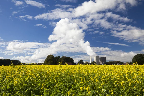 Geel Verkrachtingsveld Met Blauwe Lucht Natuur Achtergrond — Stockfoto