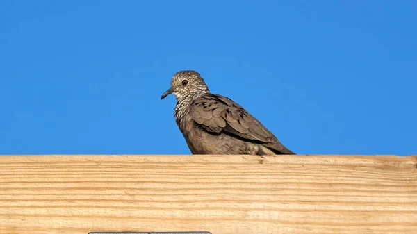 Uccello Sul Tetto Della Casa — Foto Stock